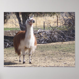 September Llama Closeup Poster