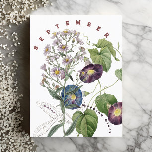 September Month Flowers Aster & Morning Glory   Postcard