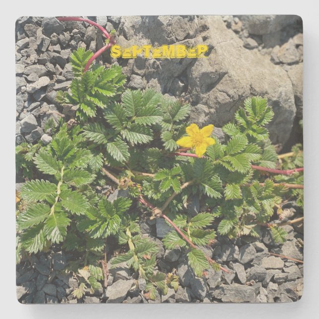 SEPTEMBER STONE COASTER (Front)
