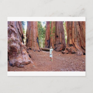 Sequioa Trees Postcard