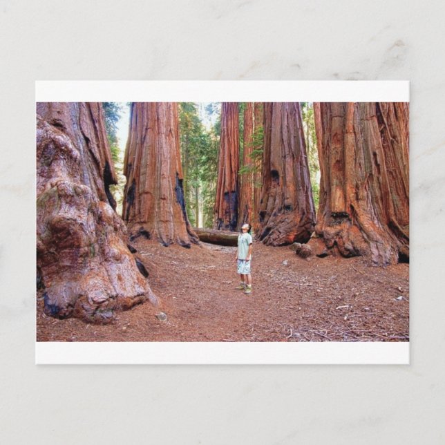 Sequioa Trees Postcard (Front)