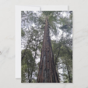 Sequoia Flat Holiday Card