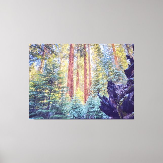 Sequoia Forest  Canvas Print (Front)