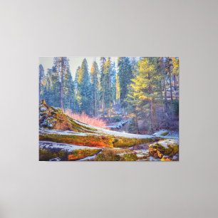 Sequoia Forest Canvas Print