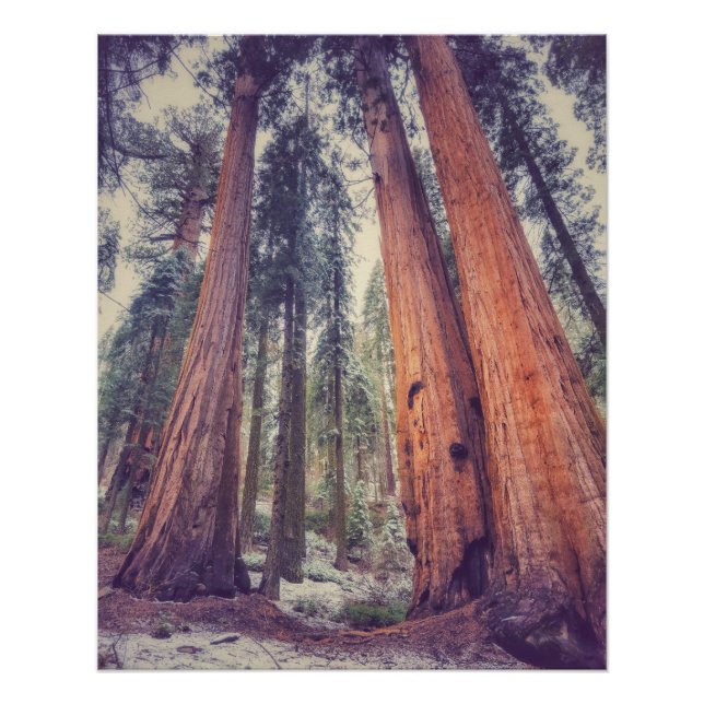 Sequoia Forest Poster (Front)