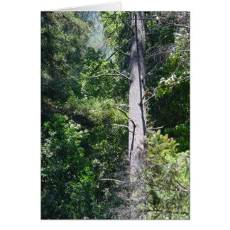 Sequoia Forests
