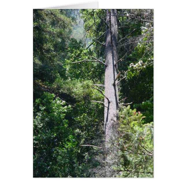 Sequoia Forests (Front)
