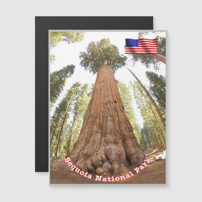 Sequoia - General Sherman Tree - United States - (Front/Back)