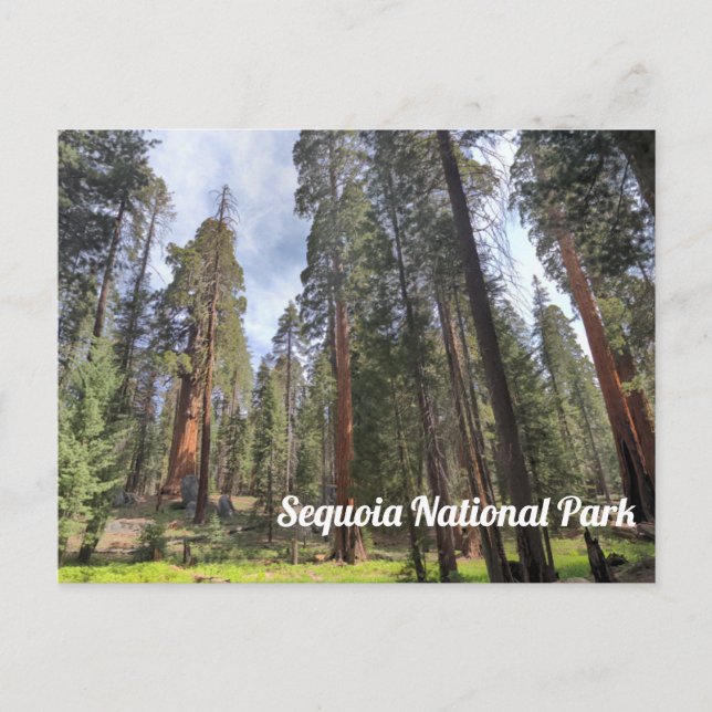 Sequoia Grove, Sequoia National Park Postcard (Front)