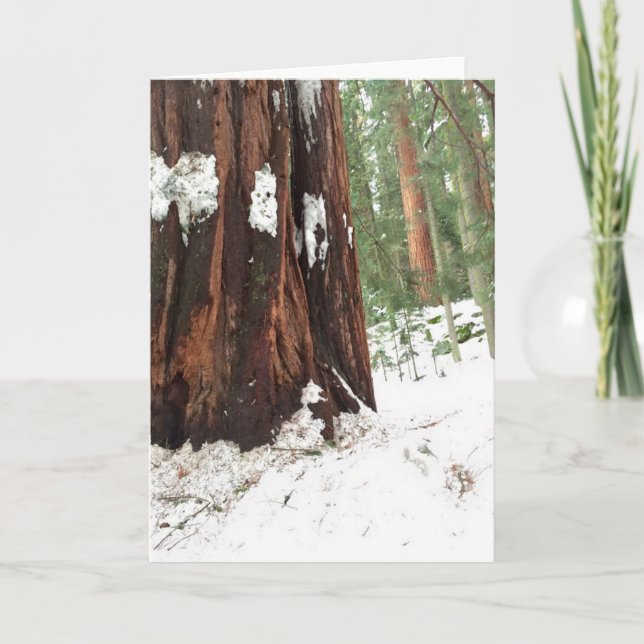 Sequoia in the snow card (Front)