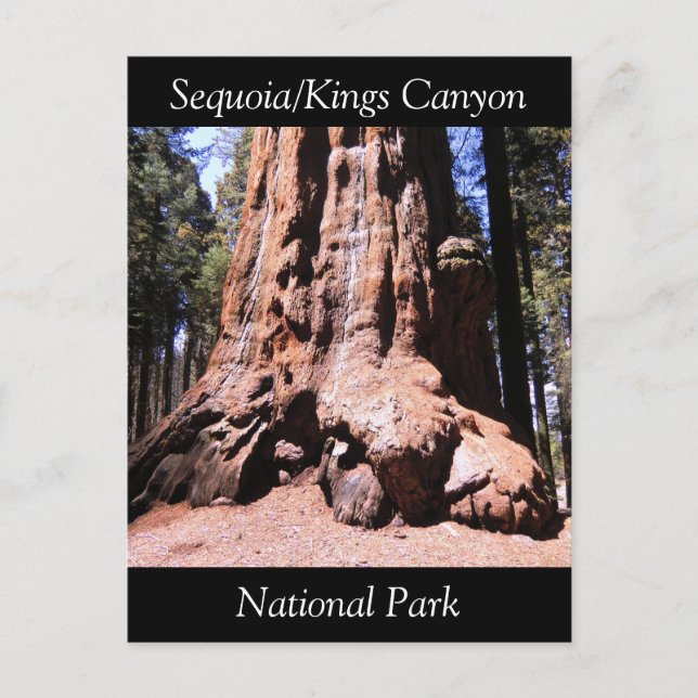 Sequoia Kings Canyon National Park Postcard (Front)