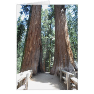 Sequoia National Park