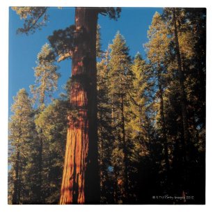 Sequoia National Park , California 2 Tile