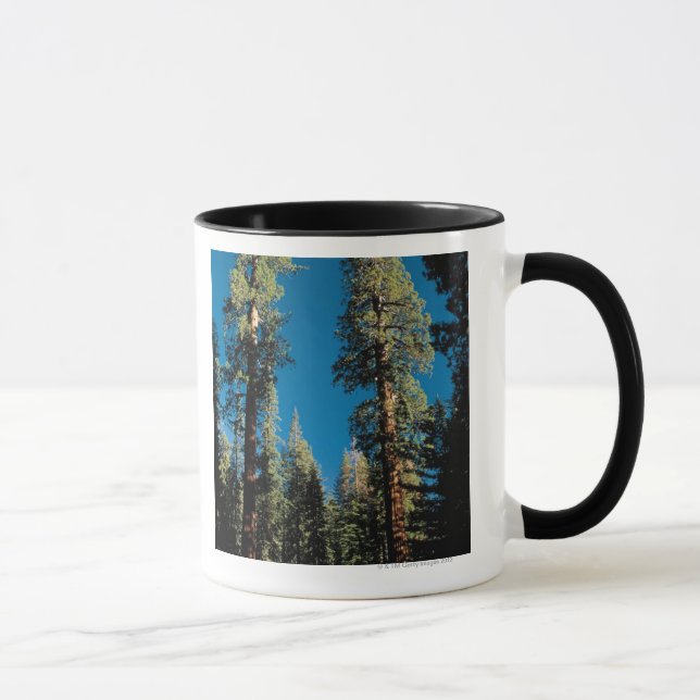 Sequoia National Park , California Mug (Right)