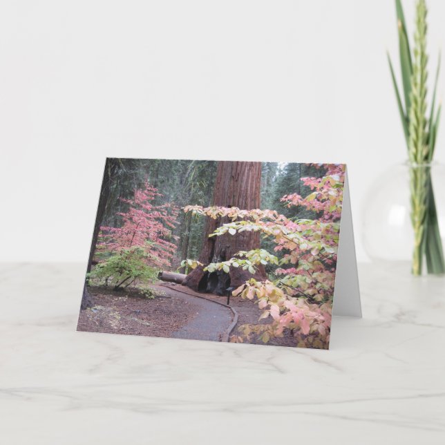 Sequoia national park card (Front)