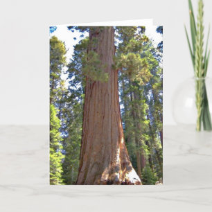 Sequoia National Park Card
