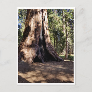 Sequoia National Park: Dog Days Postcard
