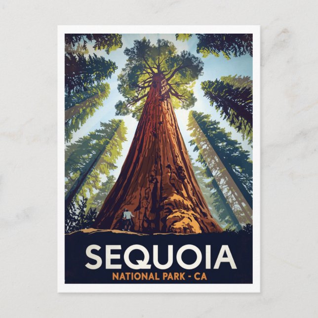 Sequoia National Park Giant Trees Postcard (Front)