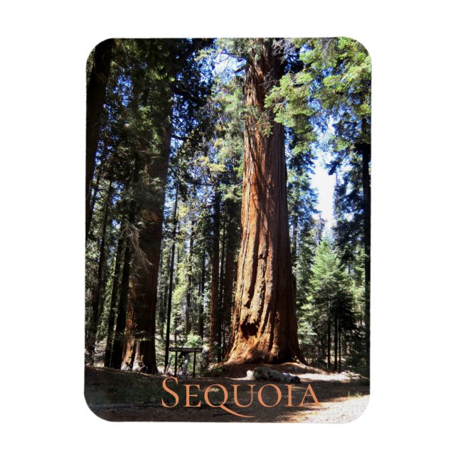 Sequoia National Park Magnet (Vertical)
