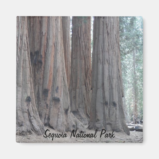 Sequoia National Park Magnet (Front)