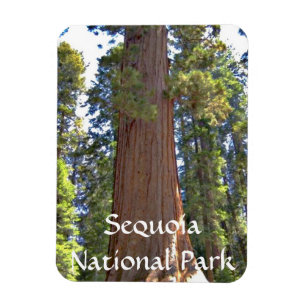 Sequoia National Park Magnet
