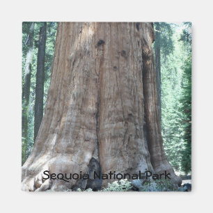 Sequoia National Park Magnet