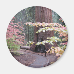 Sequoia national park magnet