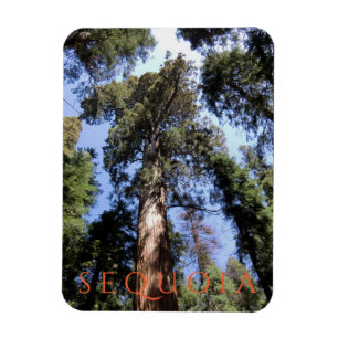 Sequoia National Park Magnet