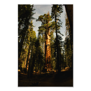 Sequoia National Park Photo Print