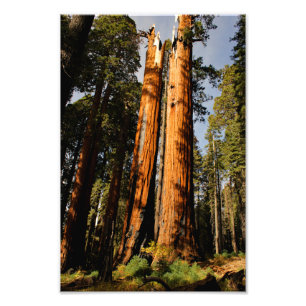 Sequoia National Park Photo Print