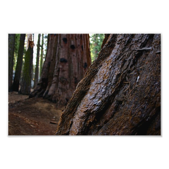 Sequoia National Park Photo Print (Front)
