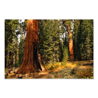 Sequoia National Park Photo Print