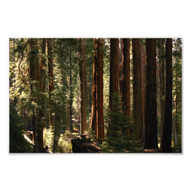Sequoia National Park Photo Print (Front)