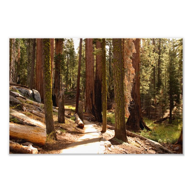 Sequoia National Park  Photo Print (Front)
