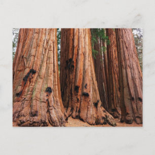 Sequoia National Park Postcard