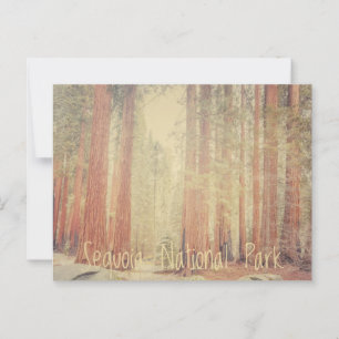 Sequoia National Park Postcard