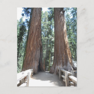 Sequoia National Park Postcard