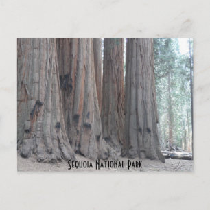 Sequoia National Park Postcard