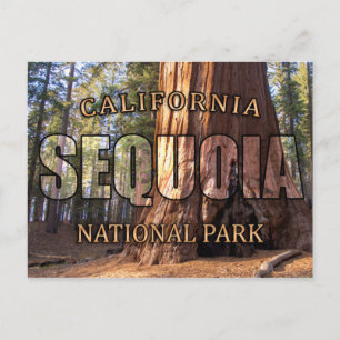 Sequoia National Park Postcards