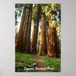 Sequoia National Park Poster