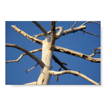 sequoia national park