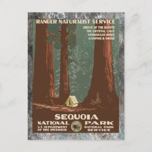 Sequoia National Park      Vintage travel Postcard