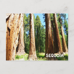 Sequoia Postcard! Postcard