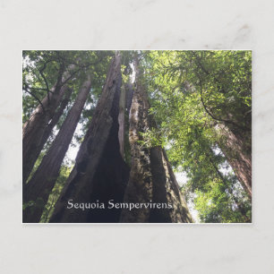 Sequoia Sempervirens Postcard