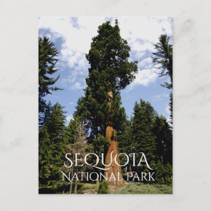 Sequoia Tree against Blue Sky, Sequoia NP Postcard