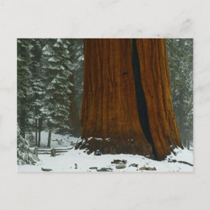 Sequoia Tree in Winter Postcard