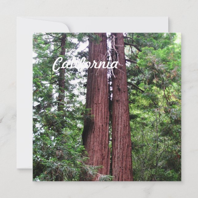 Sequoias (Front)