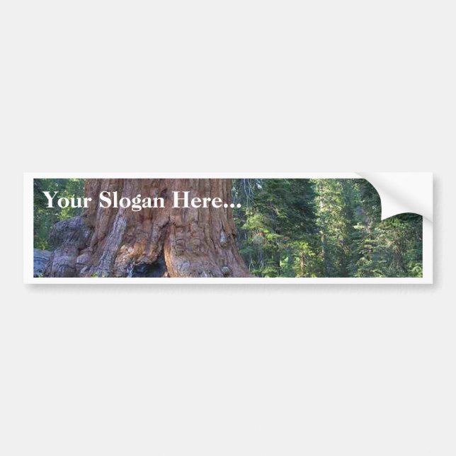 Sequoias Forrests Bark Fences Bumper Sticker (Front)