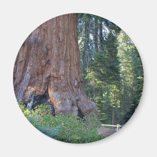 Sequoias Forrests Bark Fences Magnet