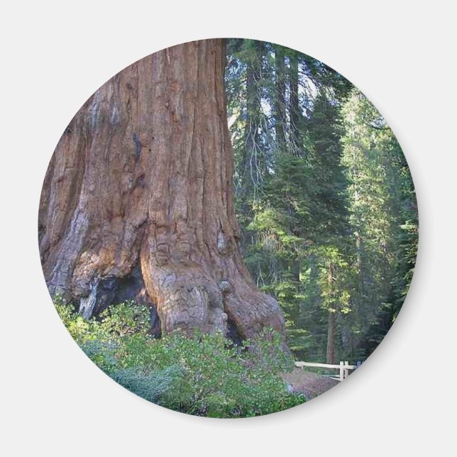Sequoias Forrests Bark Fences Magnet (Front)